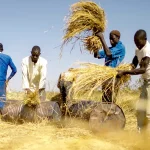 Subsidy Removal: Tinubu to release N200bn to rice, cassava farmers