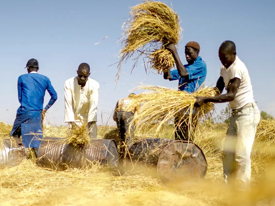 Subsidy Removal: Tinubu to release N200bn to rice, cassava farmers