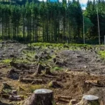 Expert Decry 3.5% Annual Deforestation In Nigeria